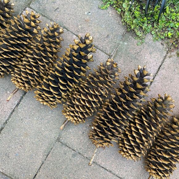 6 Natural Sugar Pine Cones Decorative, Wreaths, Rustic 9" - 14" - Picture 7 of 8